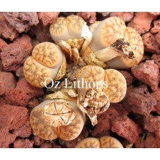 C229B - Seed